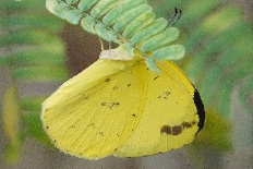 Neritos roseata - Gewöhnlicher Grasgelbling